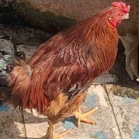 تعدادی جوجه اسرائیلی محلی وتخم نطفه دار|حیوانات مزرعه|لاهیجان, پردسر|دیوار