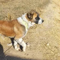 واگذاری سگ افغان