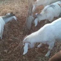 بز ابستن|حیوانات مزرعه|شاهرود, |دیوار