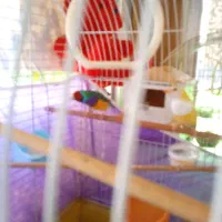 فنج گلدین نروماده