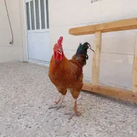 خروس برهما