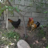 مرغ و خروس