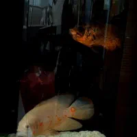ماهی اسکار اصیل