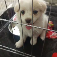 توله پامر 2ماهه واگذاری رایگان