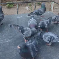 11 عدد کبوتر پلاکی  کیلومتری برا فروش