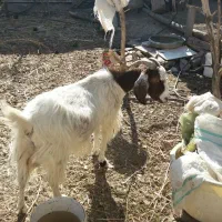 بز فروشی
