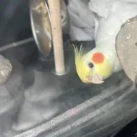 عروس هلندی گمشده