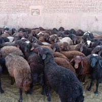 بره نر پروار|حیوانات مزرعه|باشتین, |دیوار