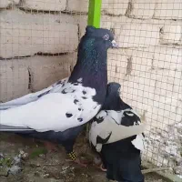 کبوتر جفتی سینه سیاه