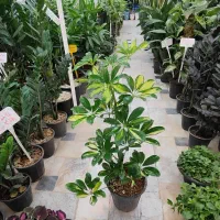 شفلرا پر ریشه شامادورا دیفن سانسوریا پتوس یوکا کاج|گل و گیاه طبیعی|قم, ولیعصر|دیوار