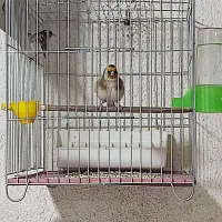 سهره چهارگل