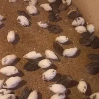 گوشت گرم و تازه بلدرچین