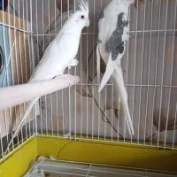 عروس هلندی و کوتوله