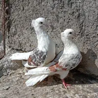 خوشونه درجه یک