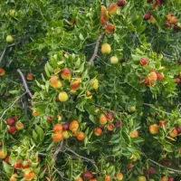 فروش-باغ-در-معصوم-اباد-تقاب