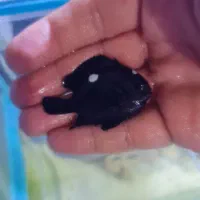 ماهی دامسل سه خال آب شور و محلول ید تریتون