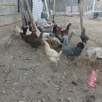 مرغ محلی|حیوانات مزرعه|شباب, |دیوار