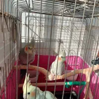 سه عدد عروس هلندی|پرنده|آبیک, |دیوار