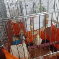 عروس هلندی|پرنده|قدس, شهرقدس|دیوار