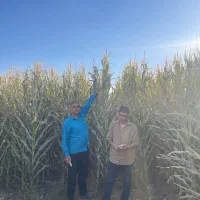 تناژ ذرتت رو با کود ارگانیک، پرسود کن