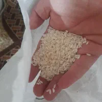 خورده برنج