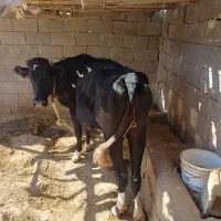 فروش گاو و گوساله|حیوانات مزرعه|پلدختر, |دیوار