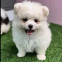 فروش پامرانین واکسینه با ضمانت