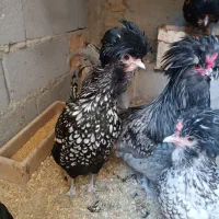 جوجه گلین و پولند|حیوانات مزرعه|همدان, |دیوار