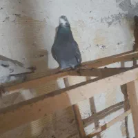 کفتر تهران|پرنده|میانه, |دیوار