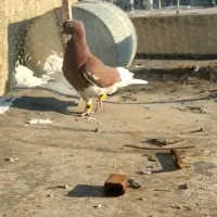 فروش کبوتر لیلک|پرنده|جهرم, |دیوار