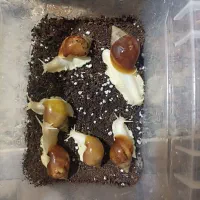 حلزون|خزنده|اسلام‌شهر, شهرک واوان|دیوار