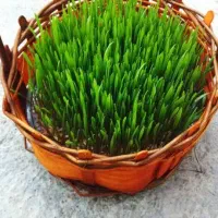 سبزه عید به صورت عمده