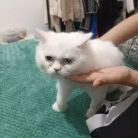 واگذاری گربه