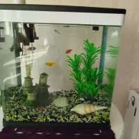 آکواریوم شرکتی|ماهی|کویرات, |دیوار