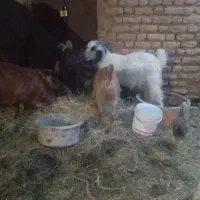 فروش گوسفند