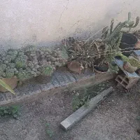 کاکتوس