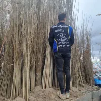 تولیدنهال سپیداریکساله و دوساله|خدمات باغبانی و درختکاری|مشگین شهر, |دیوار