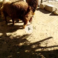 فروش بره و میش پلوار