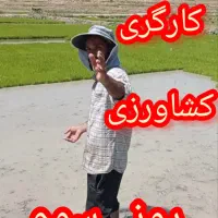 ۴۷ کیلو برنج به فروش میرسد