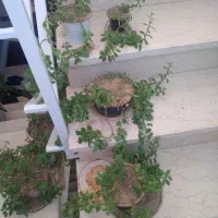 گل طبیعی از ۵۰ تومن تا ۲۵۰ تومن|گل و گیاه طبیعی|شاهرود, |دیوار