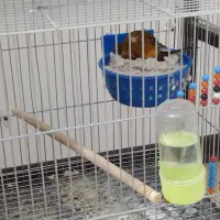 قناری جفت|پرنده|کرمان, |دیوار