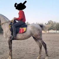 اسبکش عرب یک سر