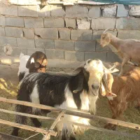 سلام نری پاکستانی|حیوانات مزرعه|یزد, |دیوار