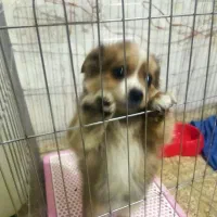 واگزاری سگ|سگ|شهریار, شهرک بهاران (ویره)|دیوار