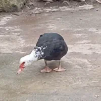 اردک اسرائیلی