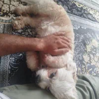 گمشده شهر ساوه قائم 15