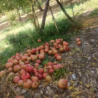 انار رب موجوده