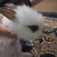 خرگوش|موش و خرگوش|تهران, راه آهن|دیوار