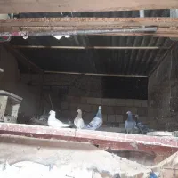 تعدادی کفتر|پرنده|بم, |دیوار