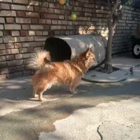 سگ پاکوتاه|سگ|تاتار علیا, |دیوار